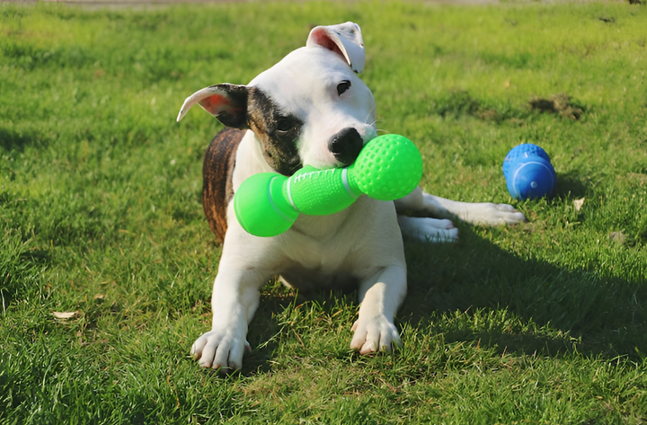 Engaging Pet Toys For Fun & Fitness