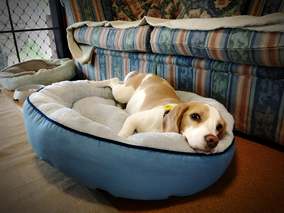 Cozy Pet Beds & Blankets For Comfort