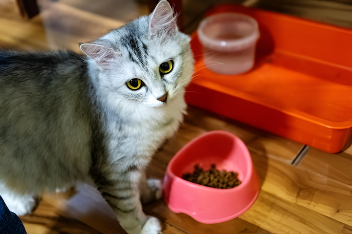 Feeding Supplies For Happy, Healthy Pets